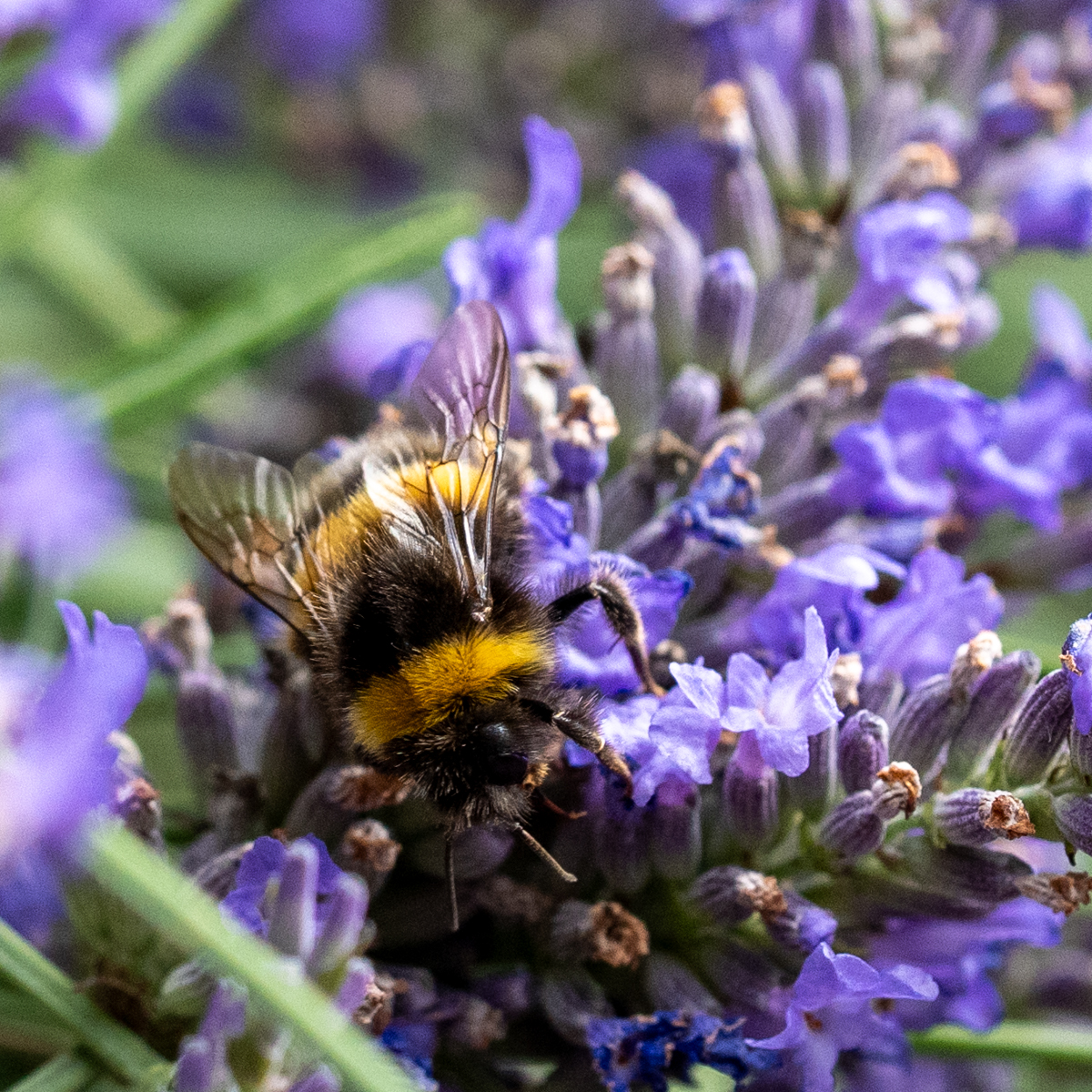 Photography by Chris Allington